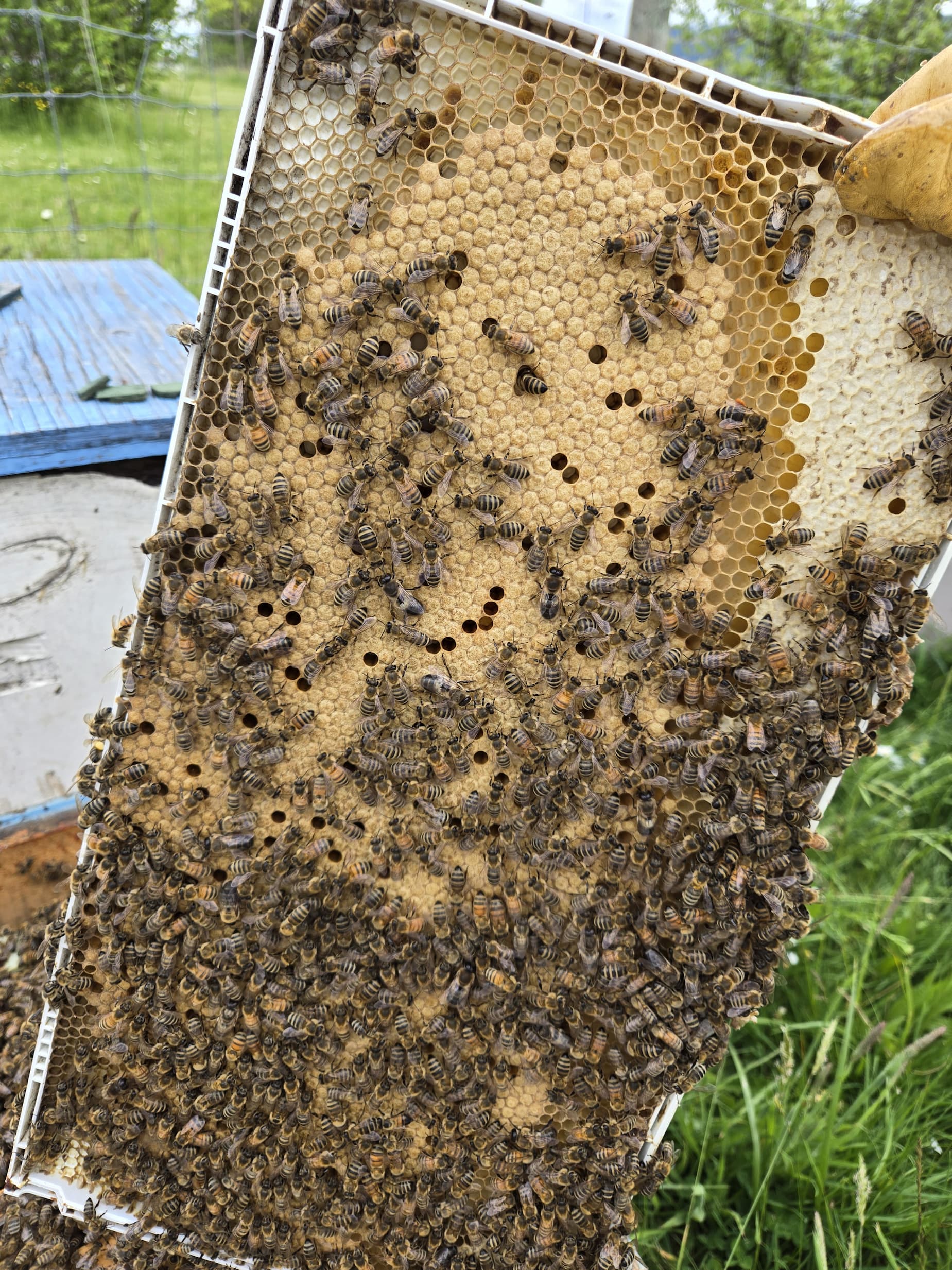 Working with the crankiest bees ever