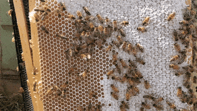 How to avoid SOUR honey