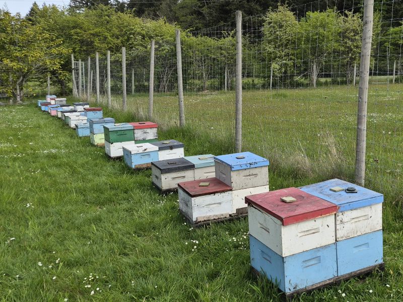Why do bees want to swarm?