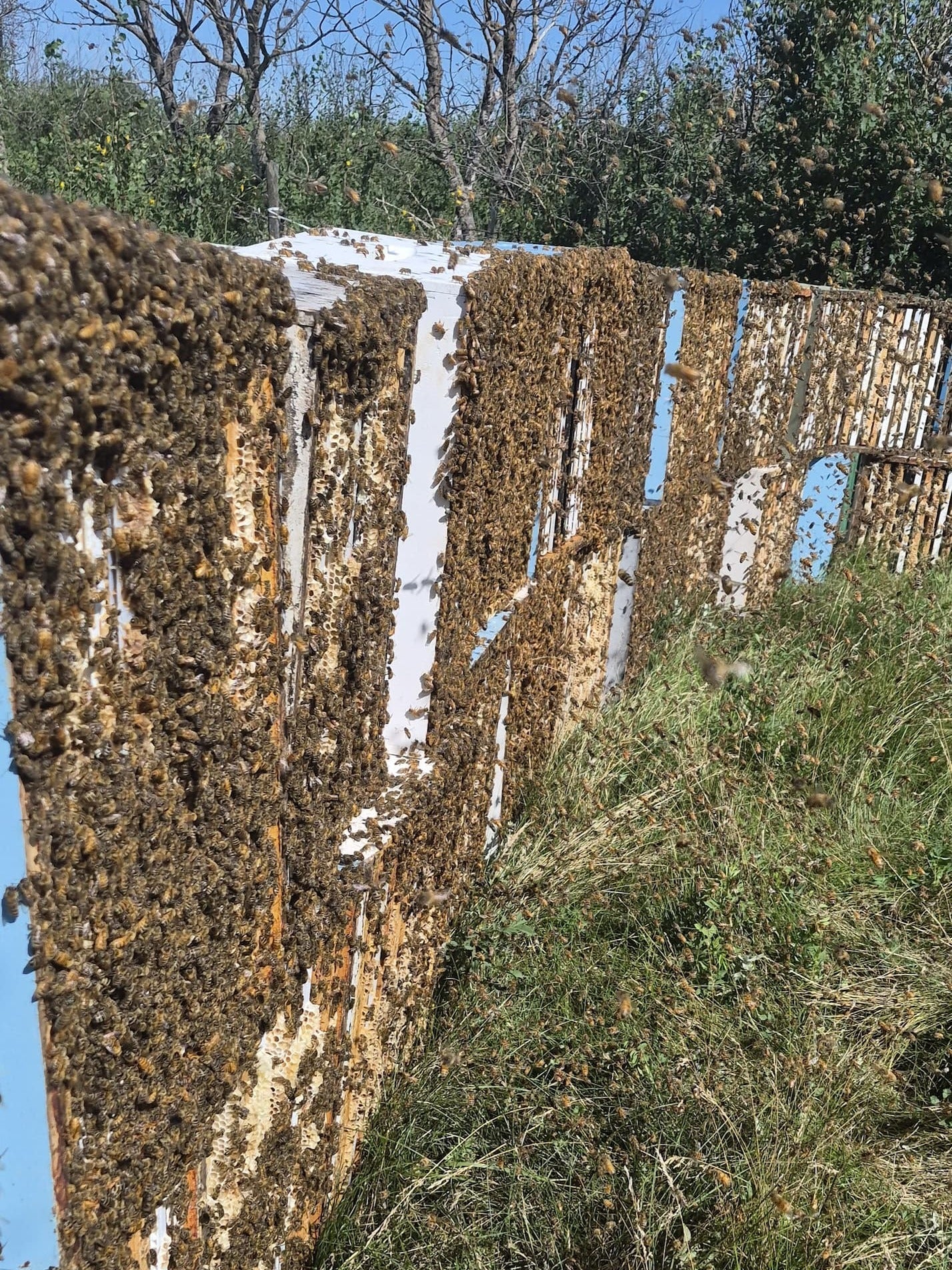 Cold Weather, Quiet Bees