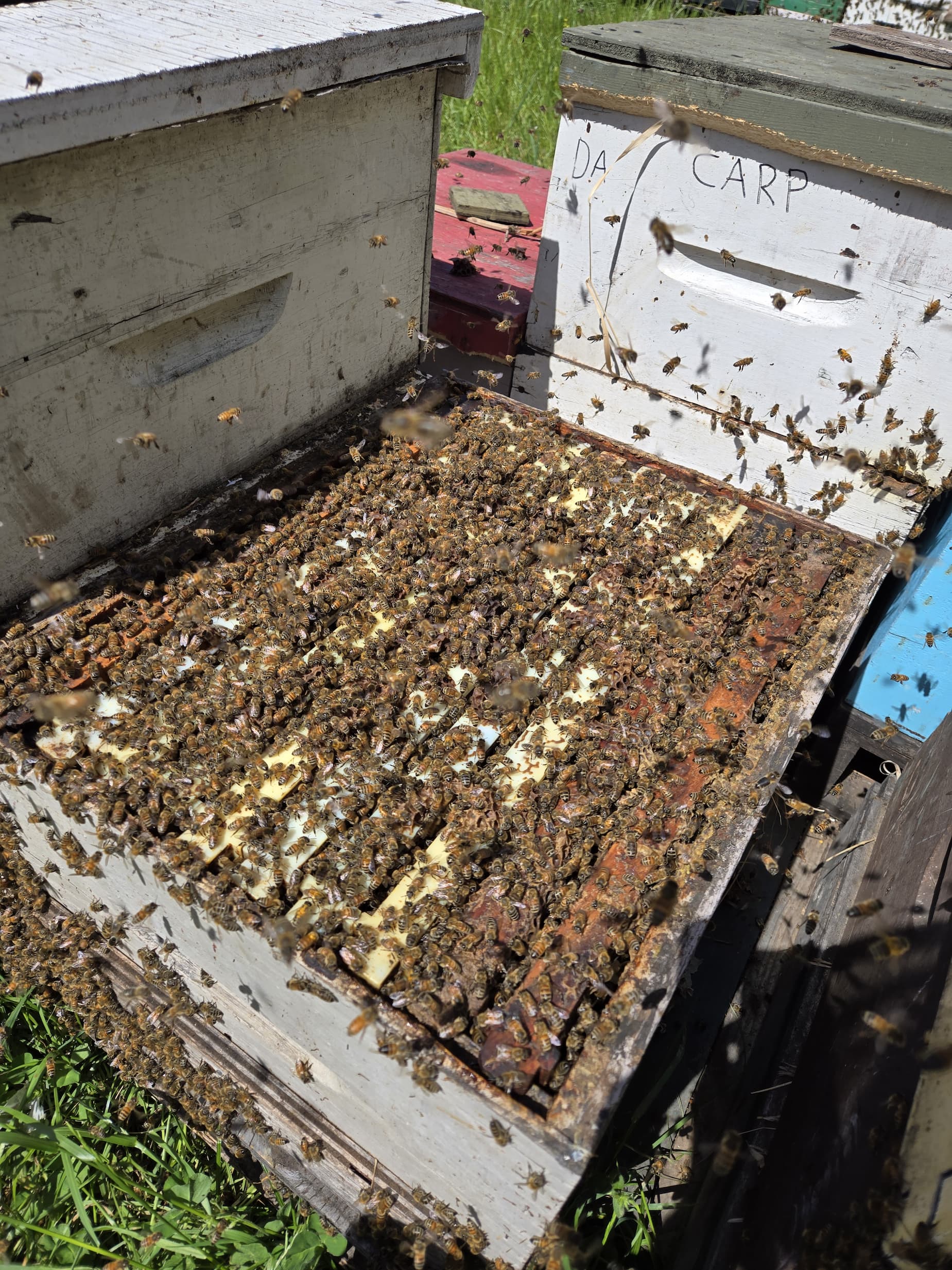 Living with 150 queen bees
