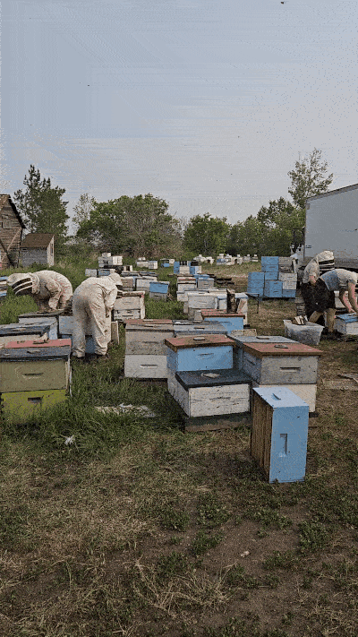 The calm before the honey storm