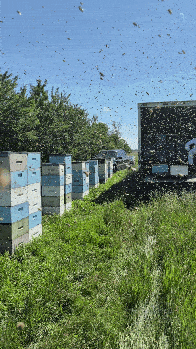 How is honey made, anyway?