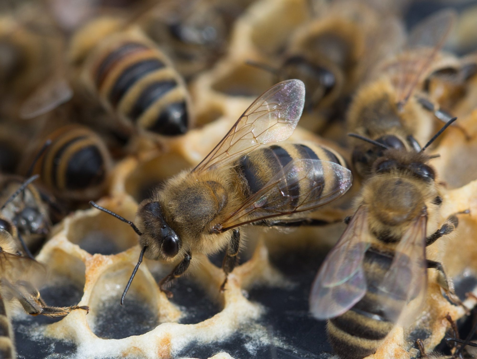 Honeybees crawling over some newly formed honeycomb