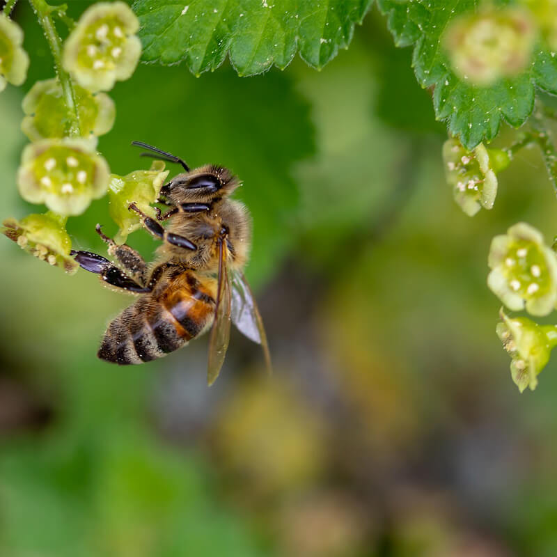 A honeybee getting nectar from a green flower