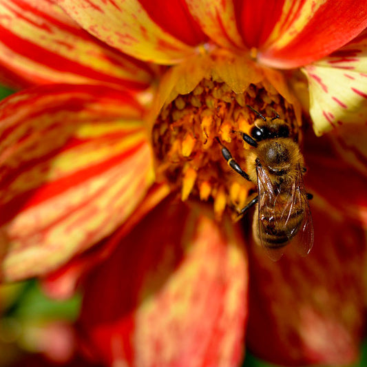 Honeybee-love-featured-image