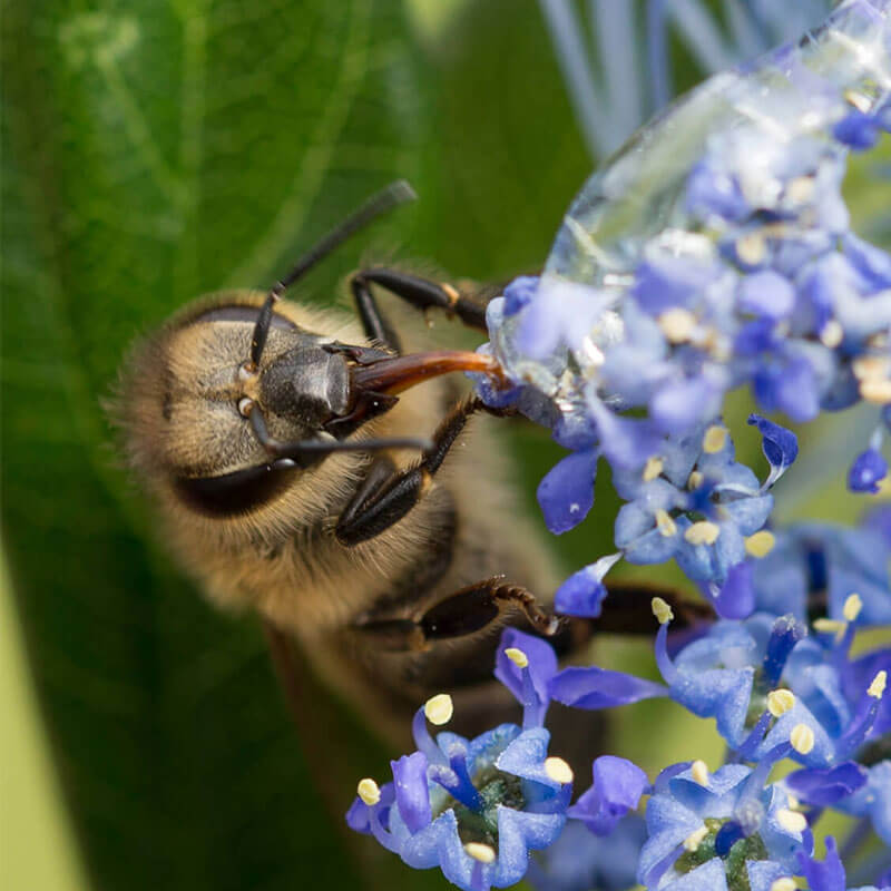A bee harvesting nectar from a bright blue flower