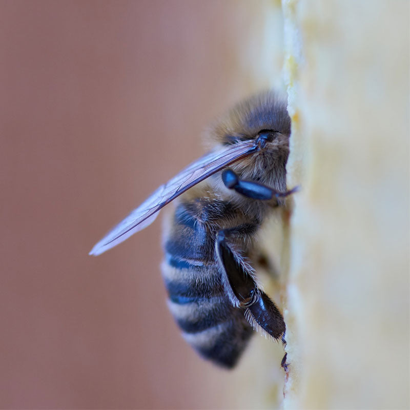 A honeybee with its head in a cell of honeycomb