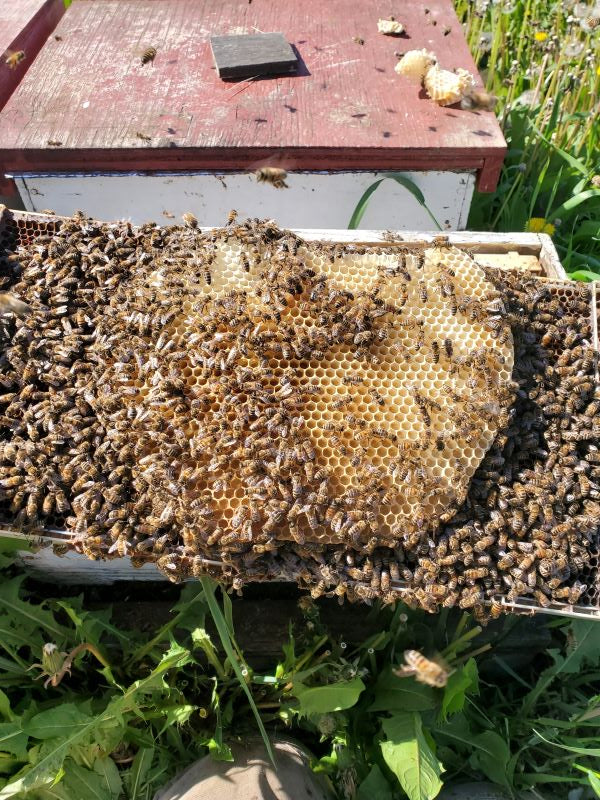 The most sustainable way to make new beehives