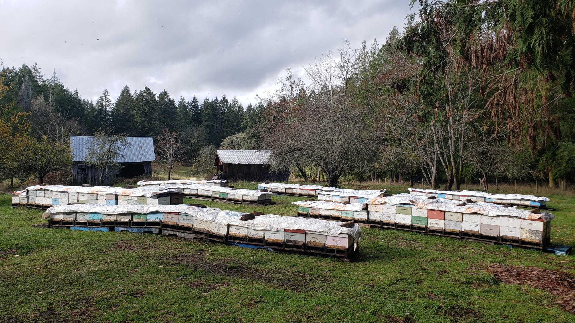 Why is our honey white?