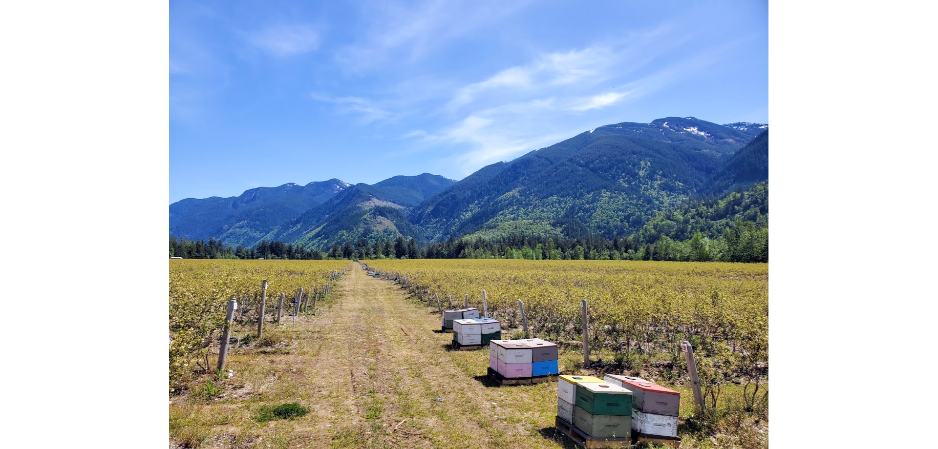 Bee hives along a planted field in front of the mountains
