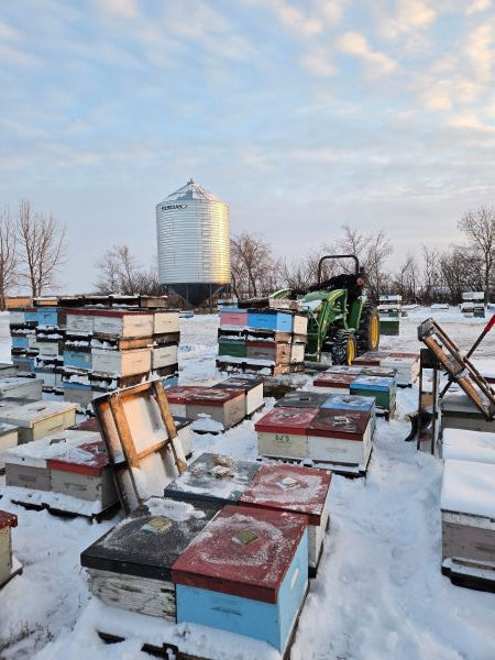 🐝 Getting bees out of the snow