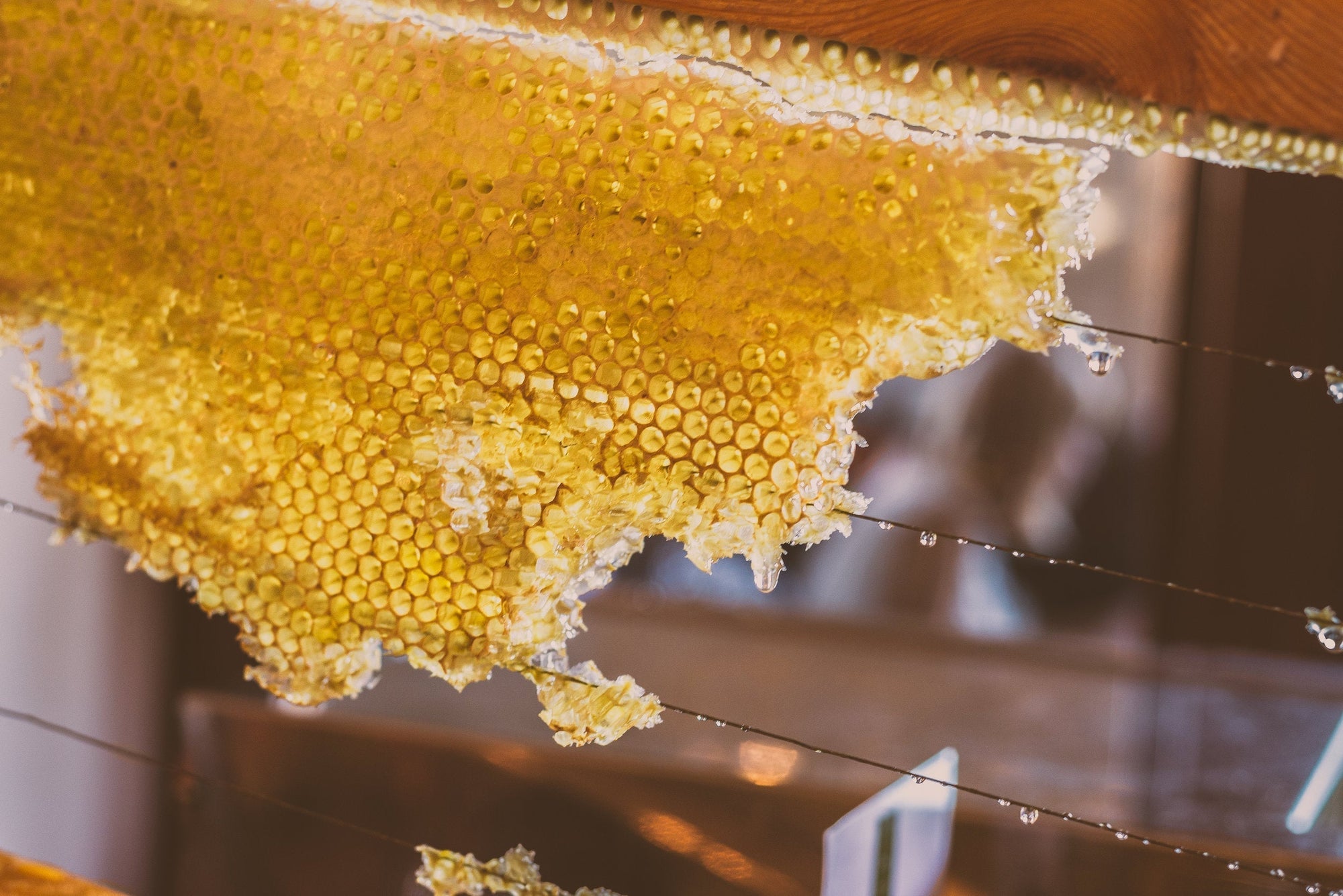 Honeycomb on a wire honey frame