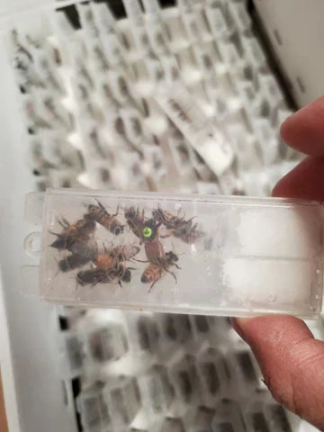 Our bees came from a monk in England?